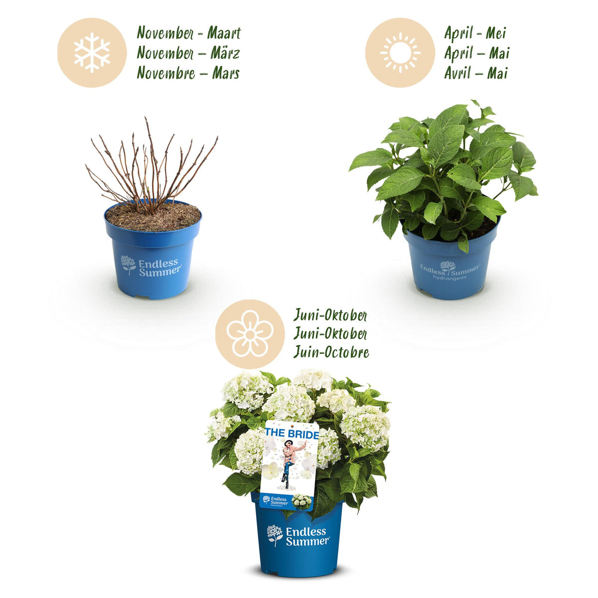 Green boutiQ - Gartenpflanze - Hydrangea Endless Summer The Bride - Hortensie - Winterhart - Weiß - 1 Pflanze - Topf 14cm - Höhe 20-25cm 