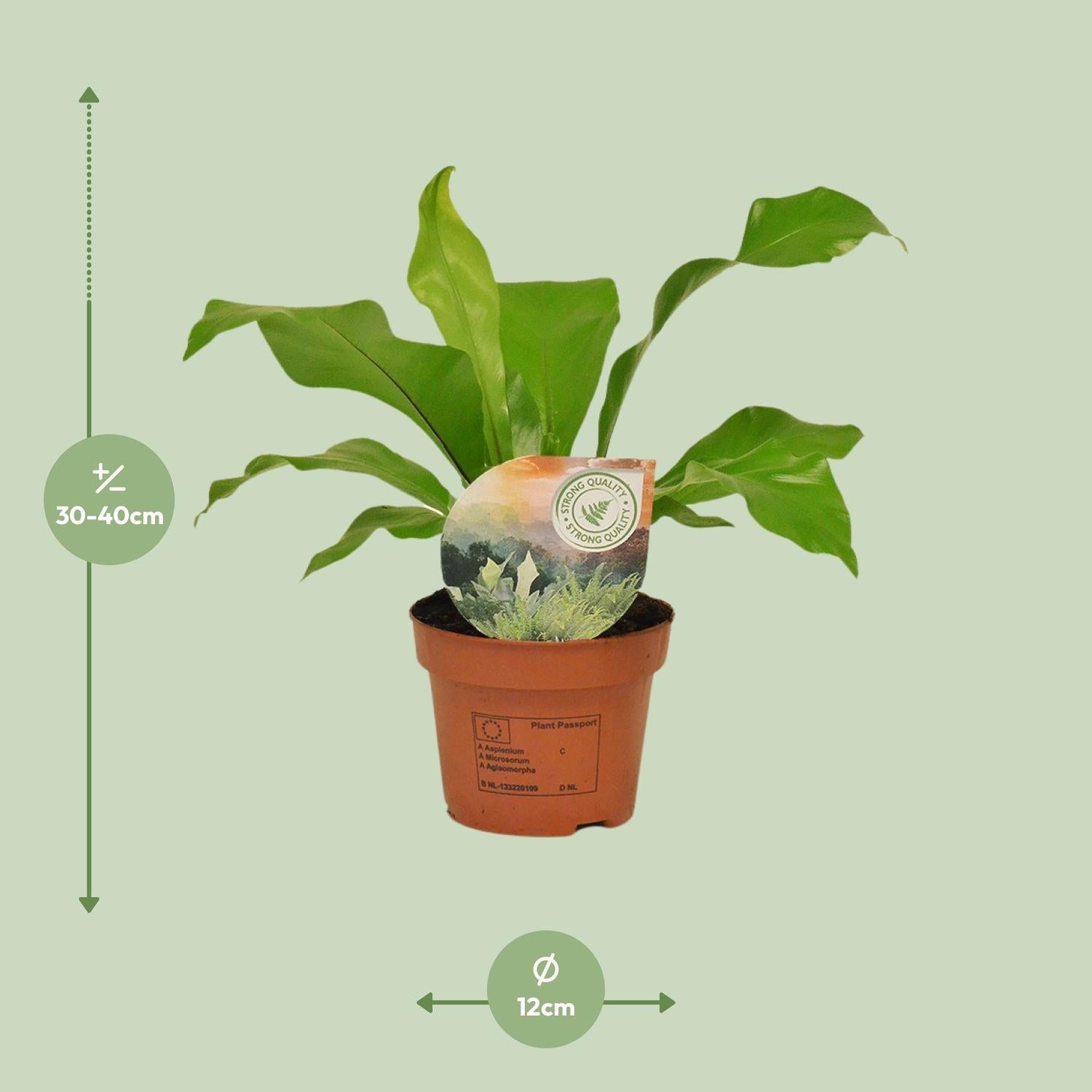 Rippenfarn – Asplenium Nidus – Zimmerpflanze – Ø12 cm – ↨35 cm – Pflegeleicht & Luftreinigend – Ideal für Halbschatten 