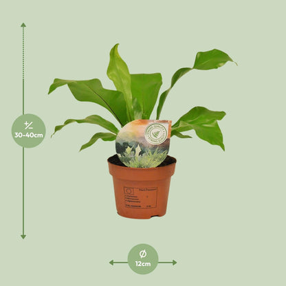 Rippenfarn – Asplenium Nidus – Zimmerpflanze – Ø12 cm – ↨35 cm – Pflegeleicht & Luftreinigend – Ideal für Halbschatten 