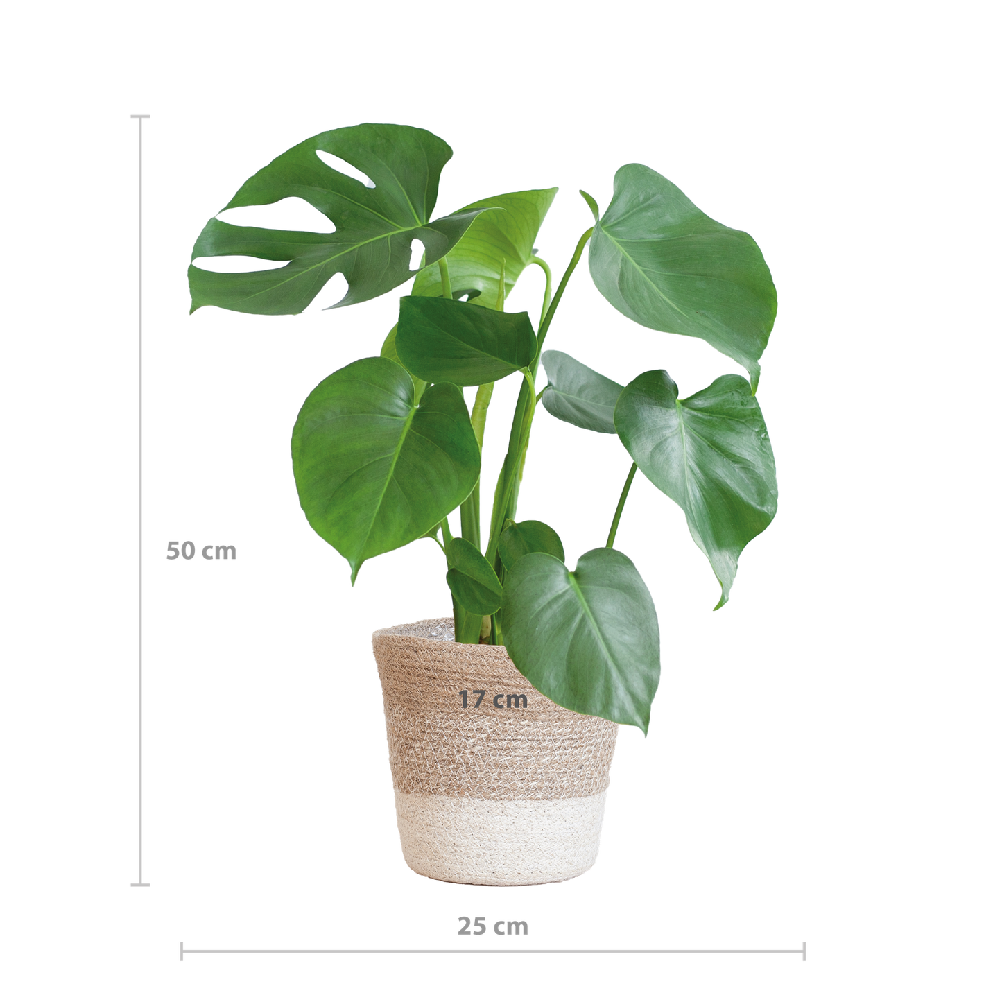 Monstera Deliciosa mit Lissabon Korb Weiß – Zimmerpflanze ca. 50cm – Ø17cm – Schweizer Käsepflanze mit großen Blättern – Nachhaltiger Pflanzenkorb aus Jute 