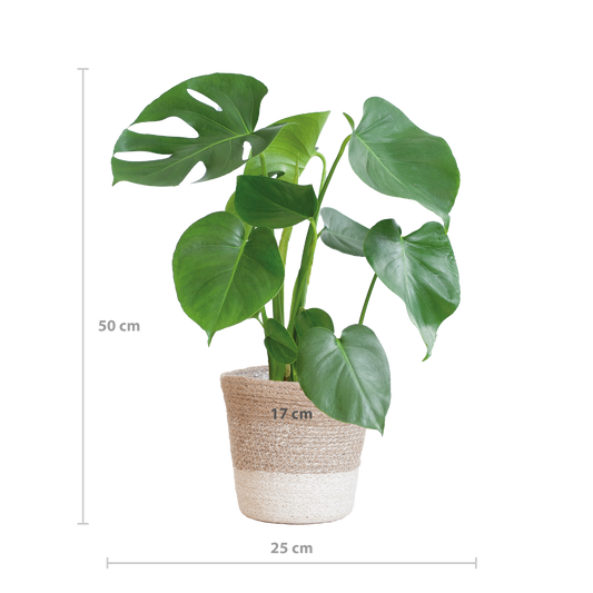 Monstera Deliciosa mit Lissabon Korb Weiß – Zimmerpflanze ca. 50cm – Ø17cm – Schweizer Käsepflanze mit großen Blättern – Nachhaltiger Pflanzenkorb aus Jute 