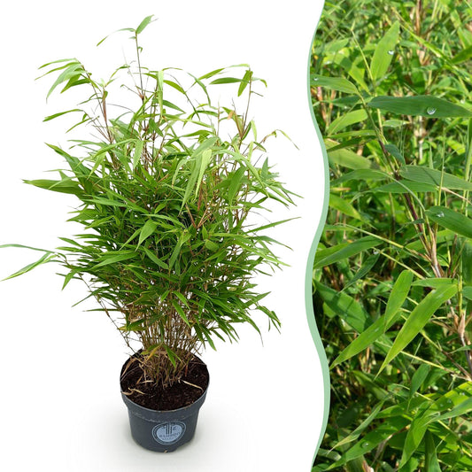 Green boutiQ - Gräser - Fargesia Rufa - Bambus - Nicht Ausbreitend - Grün - 1 Pflanze - Topf 23 cm - Höhe 80 cm 