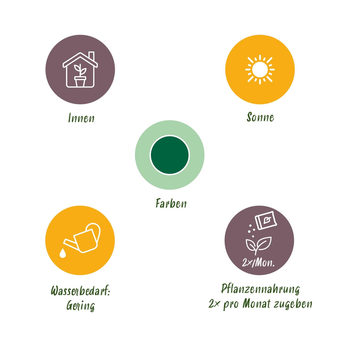 Green boutiQ - Zimmerpflanze - Euphorbia eritrea - Afrikanischer Milchbaum - Wenig Pflege - Grün - 2 - Topf 19cm - Höhe 70cm 