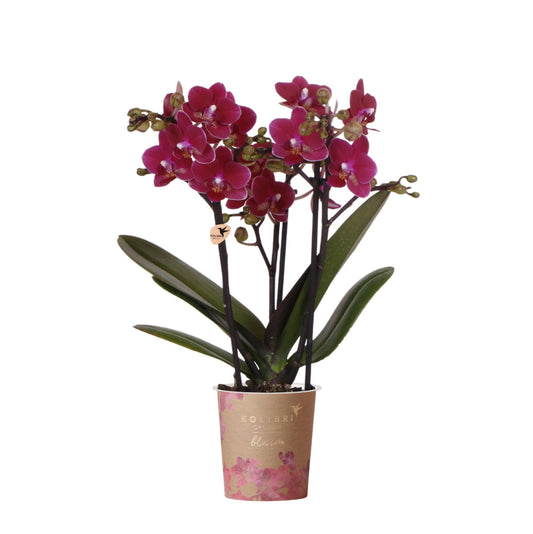 Kolibri Orchids | Violette Phalaenopsis-Orchidee Topfgröße Ø9cm | Chamonix | Blühende Zimmerpflanze – Frisch vom Züchter 