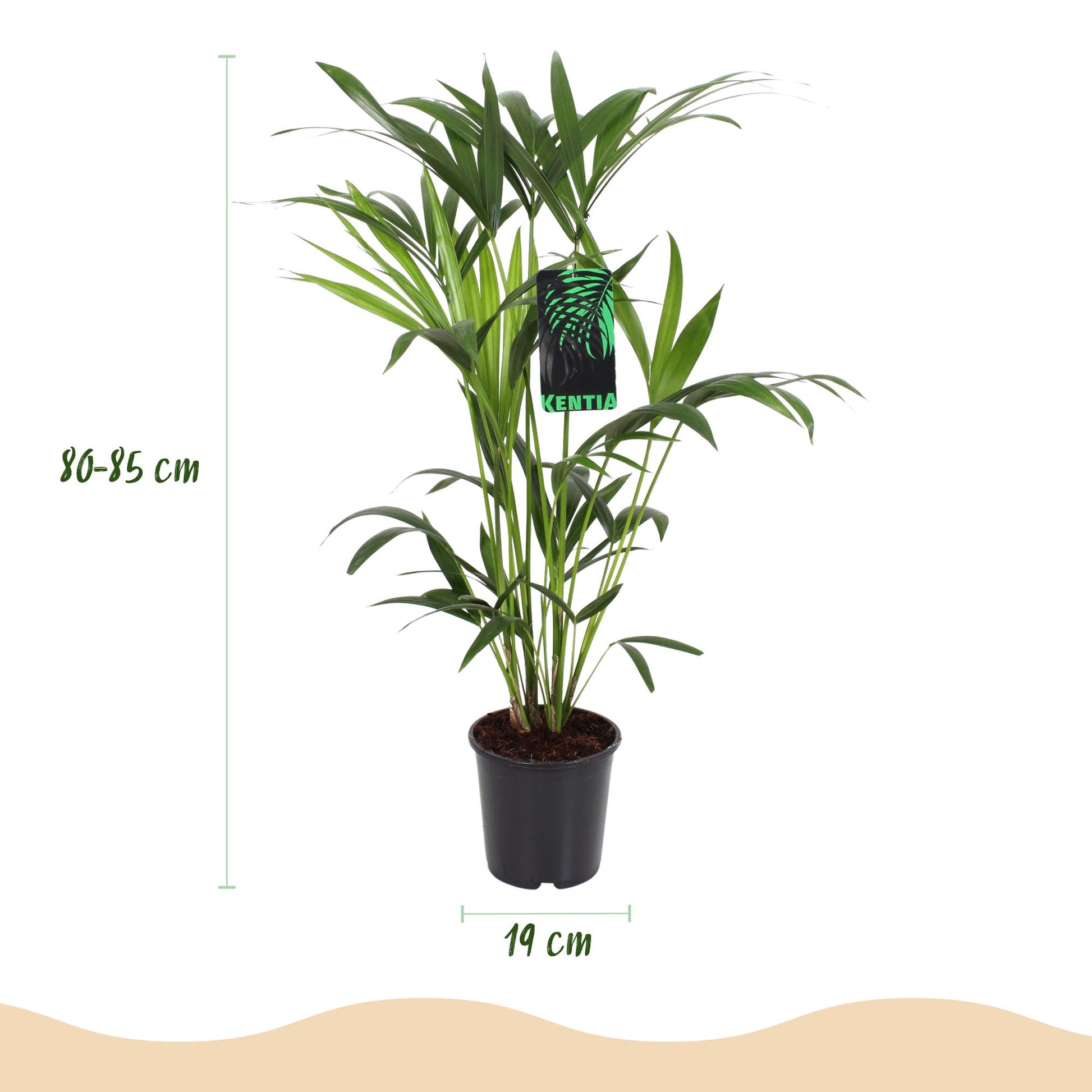 Green boutiQ - Zimmerpflanze - Howea Forsteriana - Kentia Palme - Wenig Pflege - Grün - 1 Pflanze - mit Potter Weiß - Topf 19cm - Höhe 80-85cm 