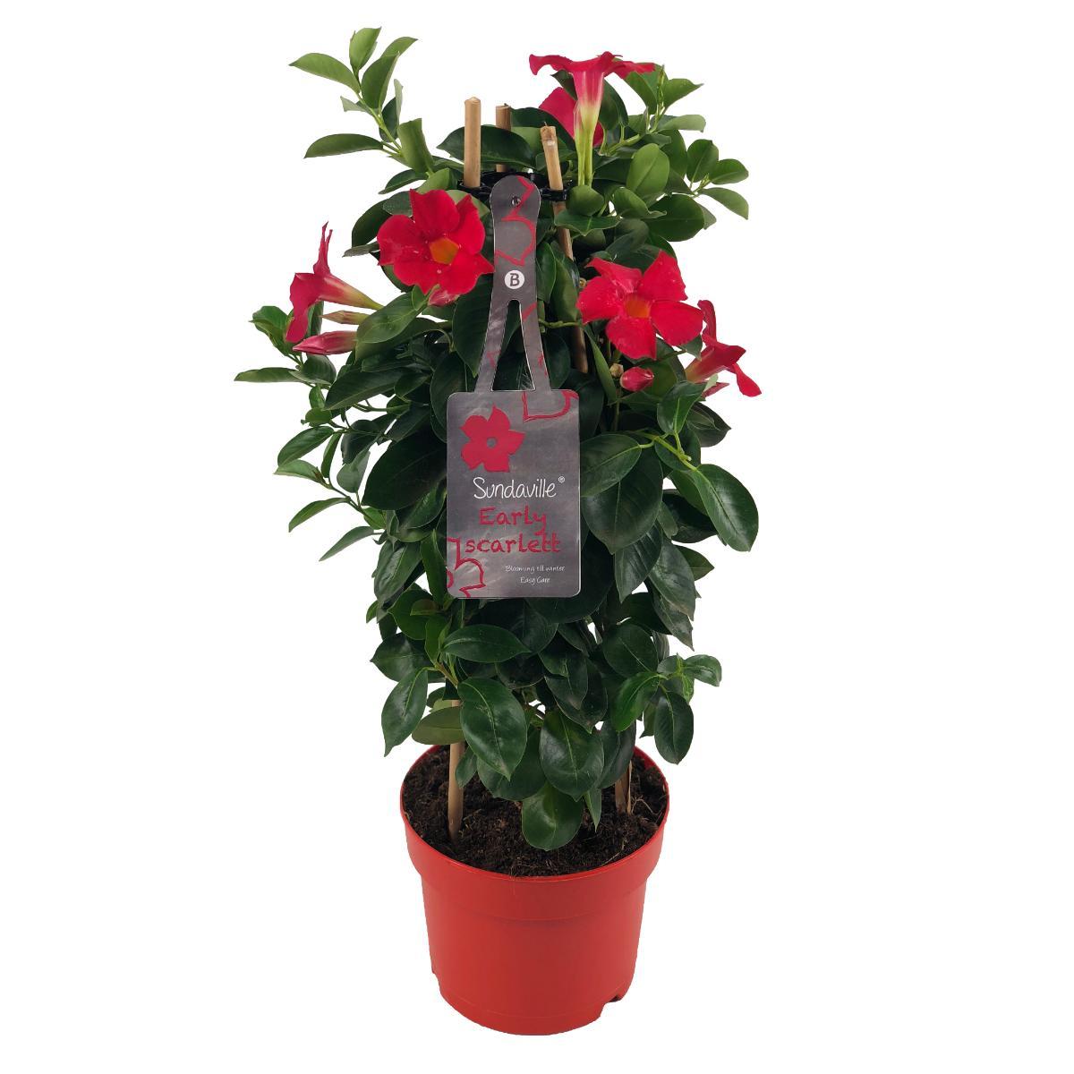 Mandevilla Sundaville Early Scarlet In Toren Dipladenia - Ø17cm - ↕55cm