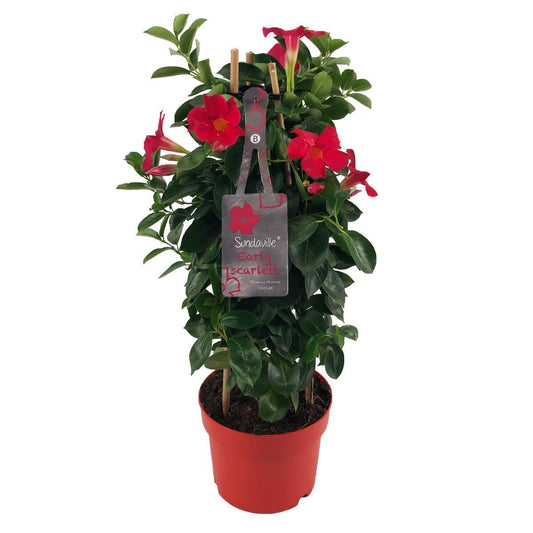Mandevilla Sundaville Early Scarlet In Toren Dipladenia - Ø17cm - ↕55cm