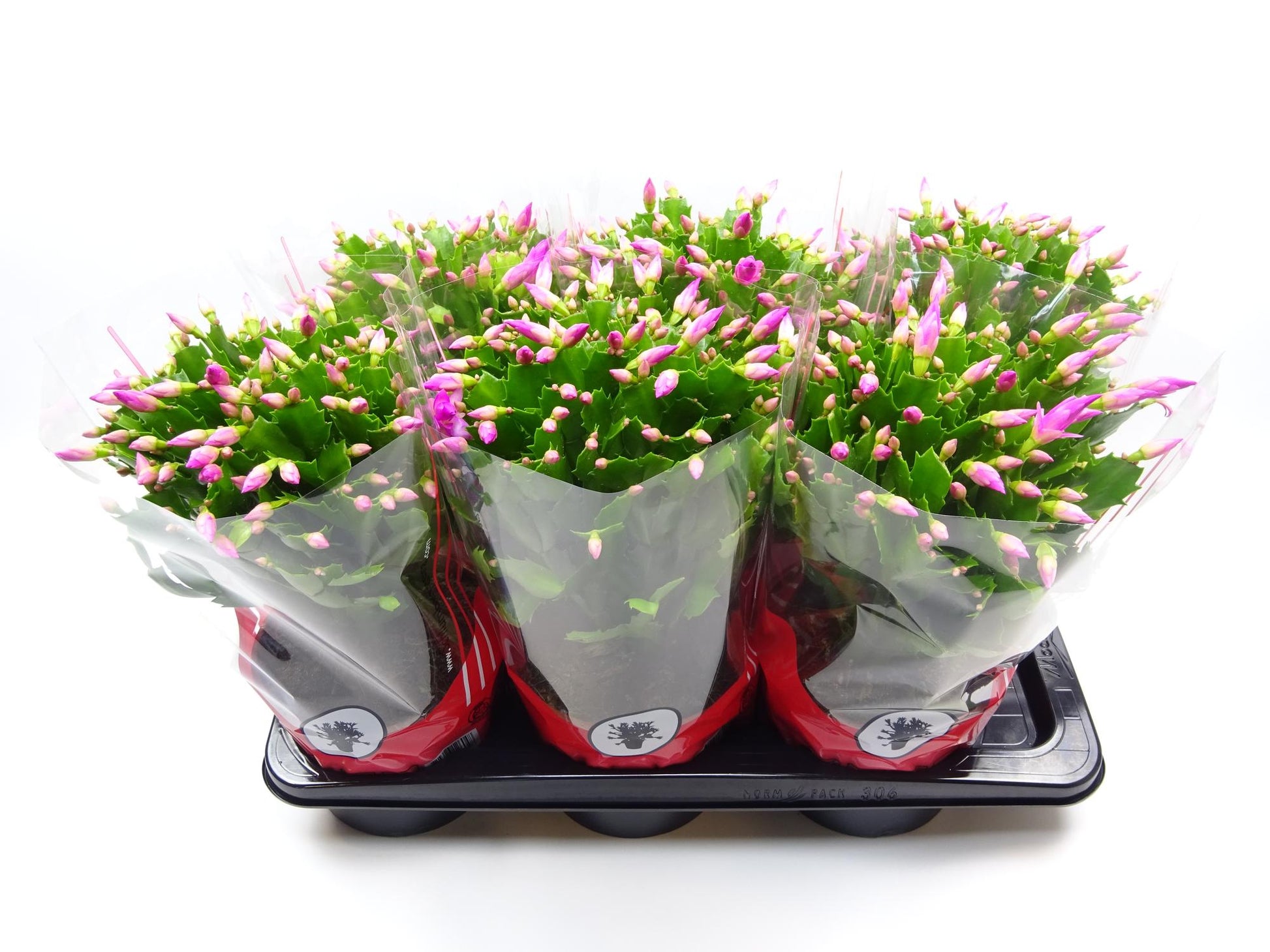 Schlumbergera 17 Cm Rose - Ø17cm - ↕35cm 