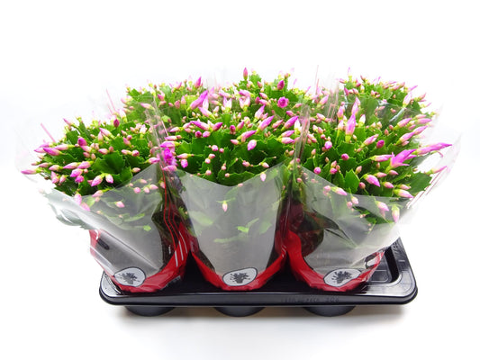 Schlumbergera 17 Cm Rose - Ø17cm - ↕35cm 
