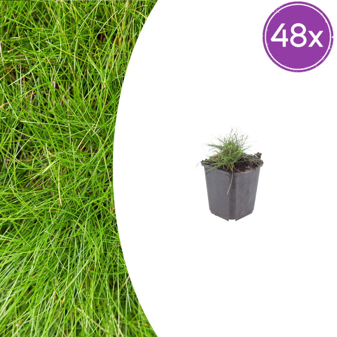 Festuca gautieri Zierschwingel – 48 Pflanzen – Ø9cm – Höhe 10-25cm – Immergrünes Ziergras – Pflegeleicht & Trockenheitsverträglich – Für Beet, Steingarten & Bodendecker