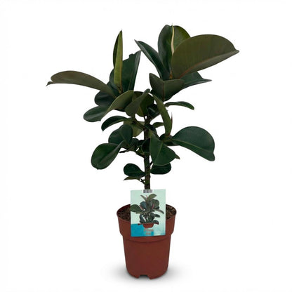Green boutiQ - Zimmerpflanze - Gummibaum - Ficus Elastica Cloe - Grün - Pflegeleicht - 1 Pflanze - Topf 19cm - Höhe 65cm 