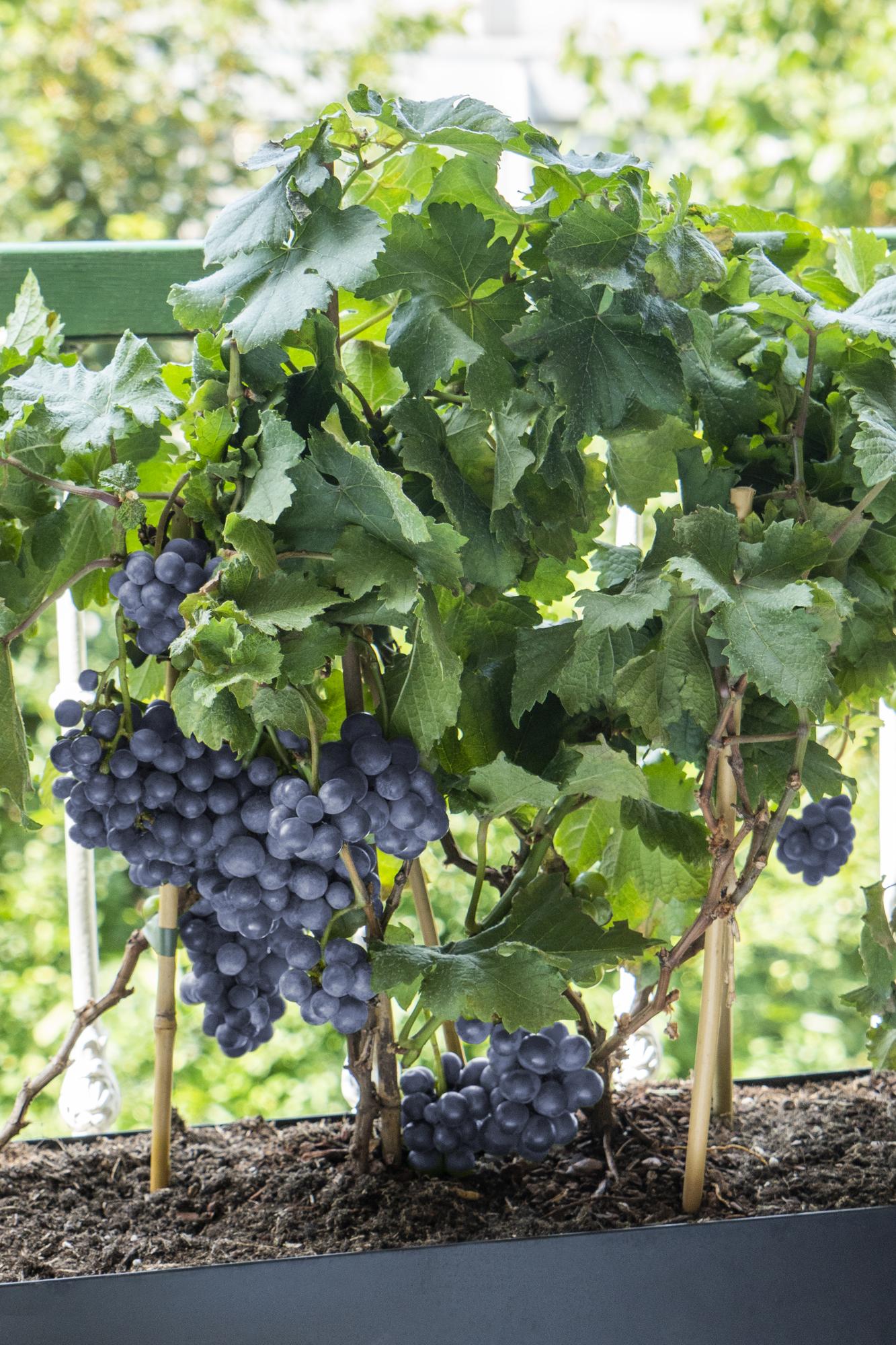 Weinrebe - Weintraube - Vitis Pixie 'Pinot Noir' - ↨30cm - Ø14cm - 3 Stück