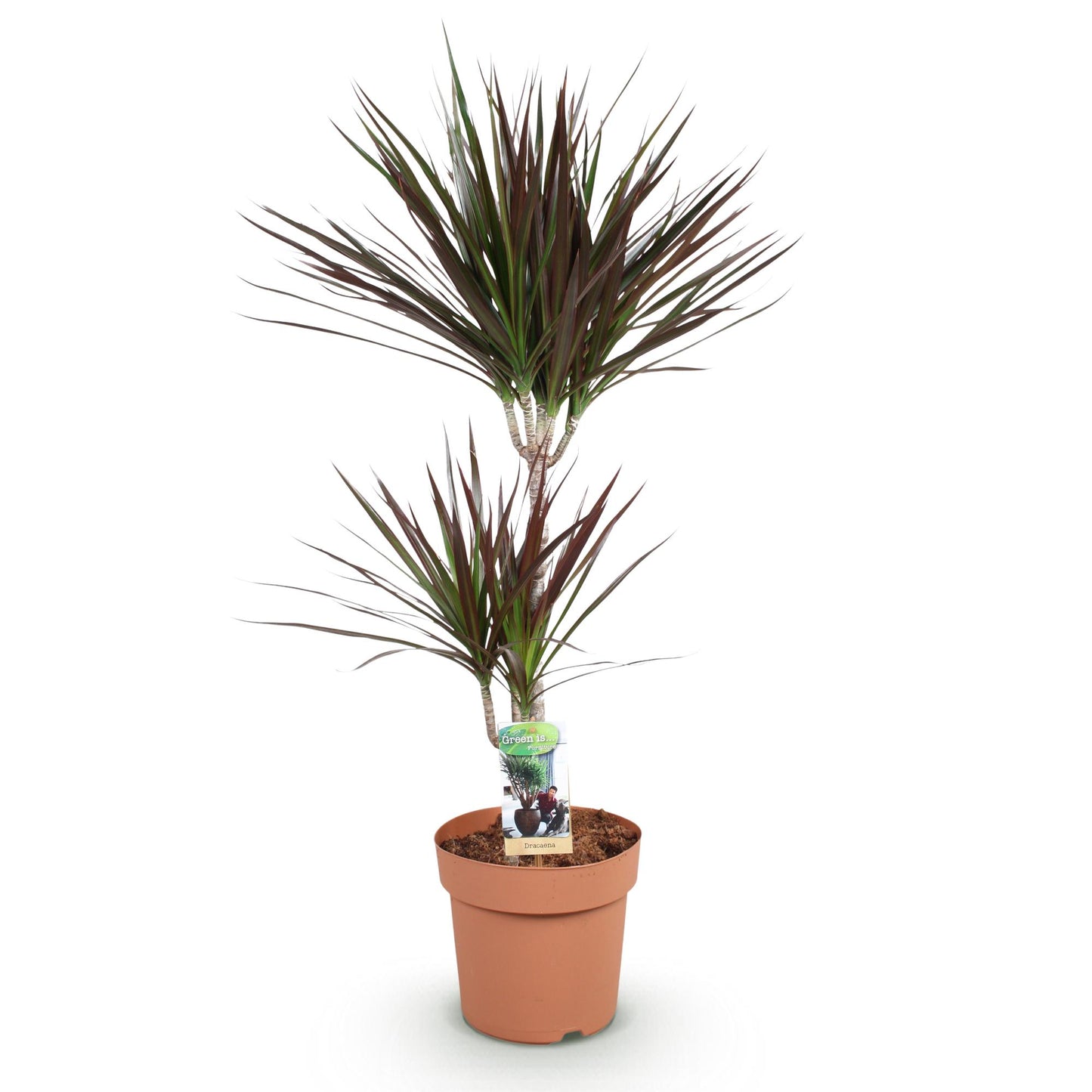 Green boutiQ - Zimmerpflanzen - Dracaena Magenta - Drachenbaum - Pflegeleicht - Rot - 1 Pflanze - Topf 21cm - Höhe 90-100cm 