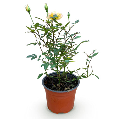 Green boutiQ - Gartenrose - Rosa Tricolor Fairy - Rose - Winterhart - Gelb-Rosa - 1 Pflanze - Topf 12cm - Höhe 20-25cm 