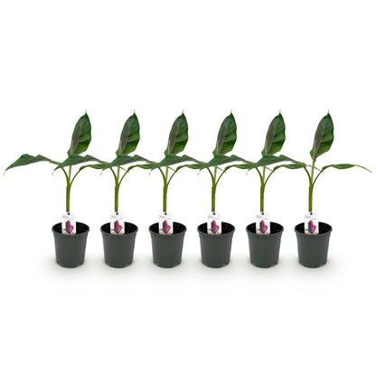 Bananenpflanze Musa sikkimensis Red Tiger – 6 Pflanzen – Winterhart – Obstpflanze – Topf Ø17 cm, Höhe 40 cm – Exotische Gartenbanane mit einzigartiger Farbenpracht 