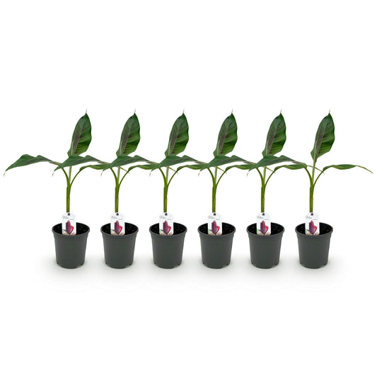 Bananenpflanze Musa sikkimensis Red Tiger – 6 Pflanzen – Winterhart – Obstpflanze – Topf Ø17 cm, Höhe 40 cm – Exotische Gartenbanane mit einzigartiger Farbenpracht 