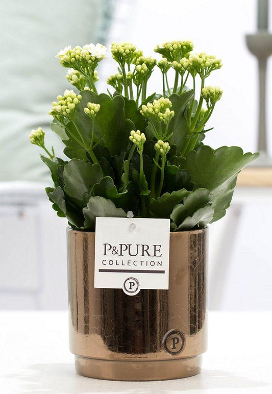 Kalanchoe White In P&PURE Juliette Ceramics Goldbronze - Ø12cm - ↕27cm 