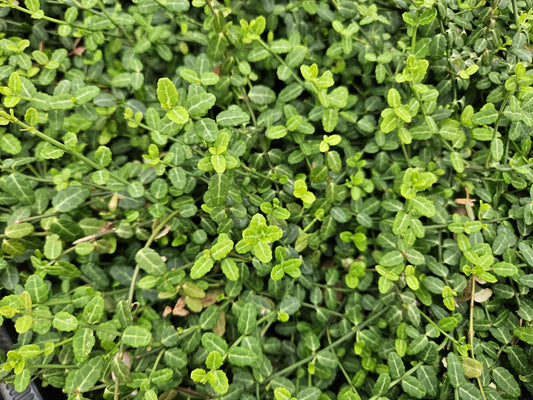 Kleinblättrige Teppichspindel – Euonymus fortunei 'Minimus' – ↑10-25cm – Ø9cm – 60 Pflanzen – Kompakter Bodendecker, winterhart, pflegeleicht, gelb-grünes Laub