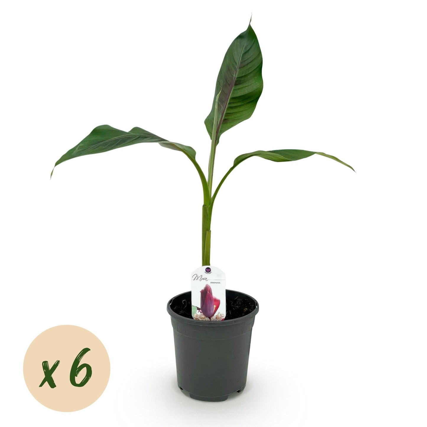 Bananenpflanze Musa sikkimensis Red Tiger – 6 Pflanzen – Winterhart – Obstpflanze – Topf Ø17 cm, Höhe 40 cm – Exotische Gartenbanane mit einzigartiger Farbenpracht 