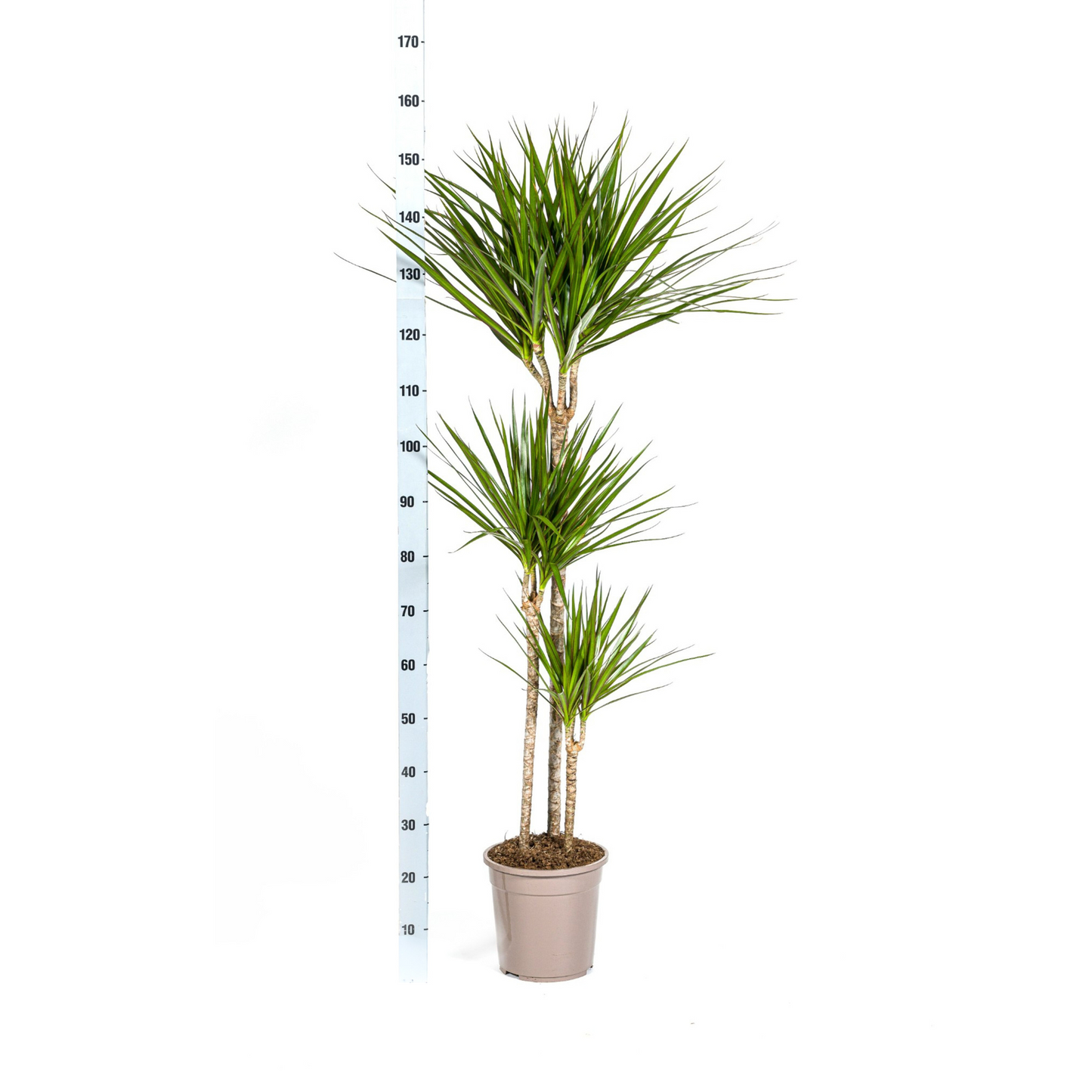 Drachenbaum - Dracaena Marginata Green - Zimmerpflanze - Ø24cm - ↕130 - 150cm