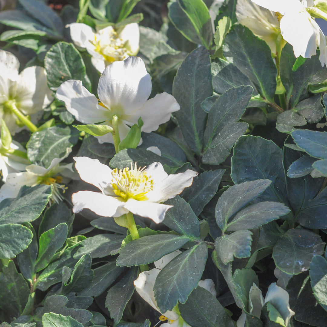 Helleborus orientalis Lenzrose – 48 Pflanzen – Ø9cm – Höhe 10-25cm – Winterharte Staude – Frühe Blüte – Für Schattenbeet, Unterpflanzung & Garten