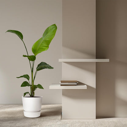 Weißer Paradiesvogel – Strelitzia Nicolai – Zimmerpflanze – Ø17cm – ca. 100 cm hoch – Exotisches Grün für Innenräume - 2 Pflanzen 