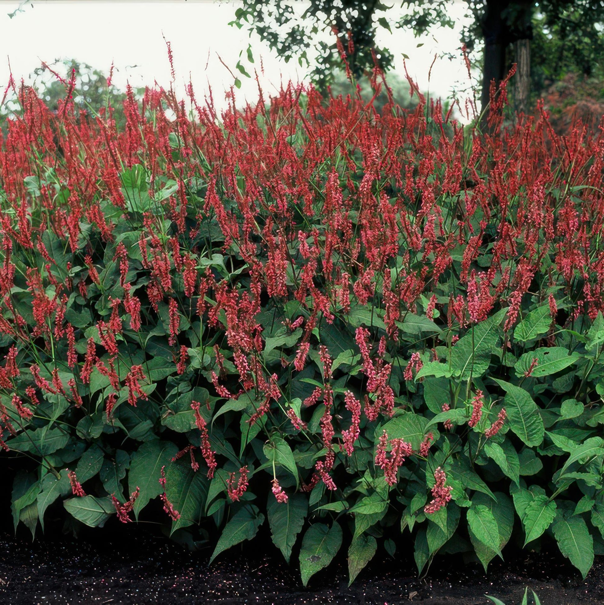 Persicaria amplexicaulis – 48 Pflanzen – ↕10-25 cm – Ø9 cm – Rote Blütenähren – Pflegeleichte, robuste Staude für Sonne & Halbschatten 