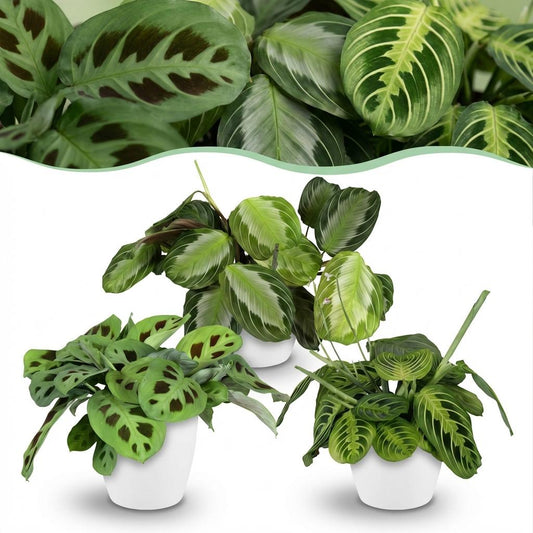 Green boutiQ - Zimmerpflanze - Marantha Silverband, Marantha Lemon Lime Marantha Kerchoveana - Gebetspflanze - Haustierfreundliche Pflanze - Grün - 3 Pflanzen - mit Potter Weiß - Topf 12cm - Höhe 25cm 