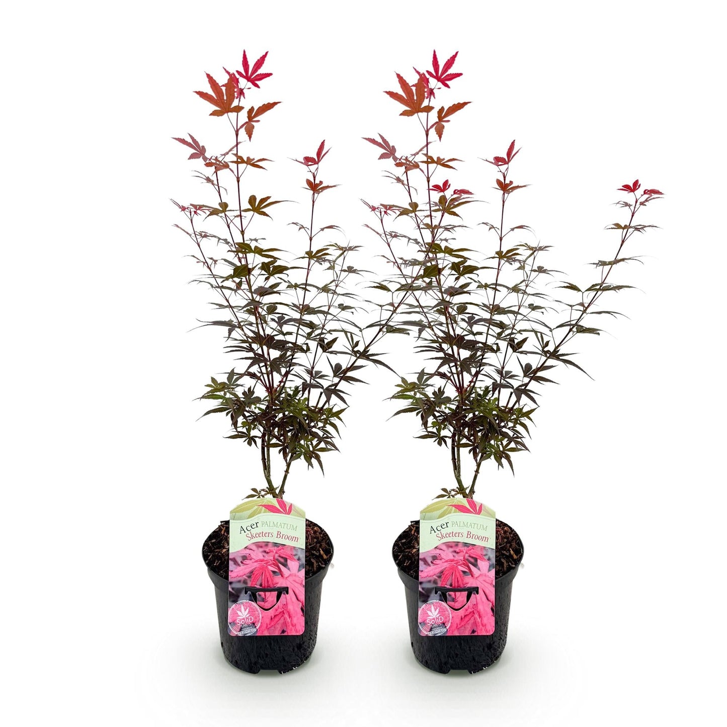 Japanischer Ahorn – Acer palmatum 'Skeeter’s Broom' – 2 Pflanzen – je ca. 70 cm hoch – Topf Ø19 cm – kompakt wachsend – Balkon- & Gartenpflanze 