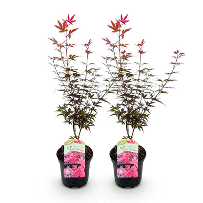 Japanischer Ahorn – Acer palmatum 'Skeeter’s Broom' – 2 Pflanzen – je ca. 70 cm hoch – Topf Ø19 cm – kompakt wachsend – Balkon- & Gartenpflanze 