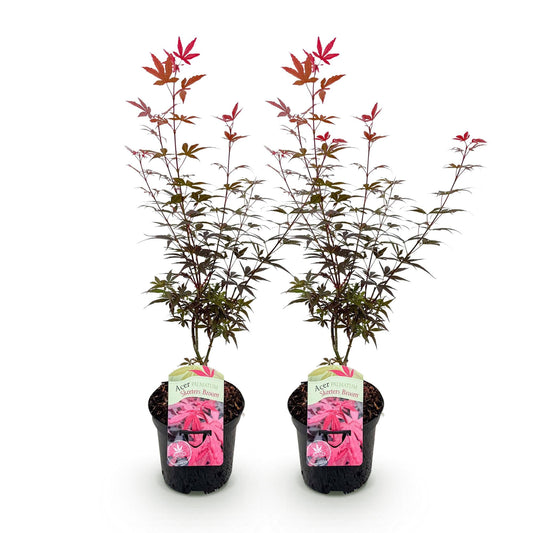 Japanischer Ahorn – Acer palmatum 'Skeeter’s Broom' – 2 Pflanzen – je ca. 70 cm hoch – Topf Ø19 cm – kompakt wachsend – Balkon- & Gartenpflanze 