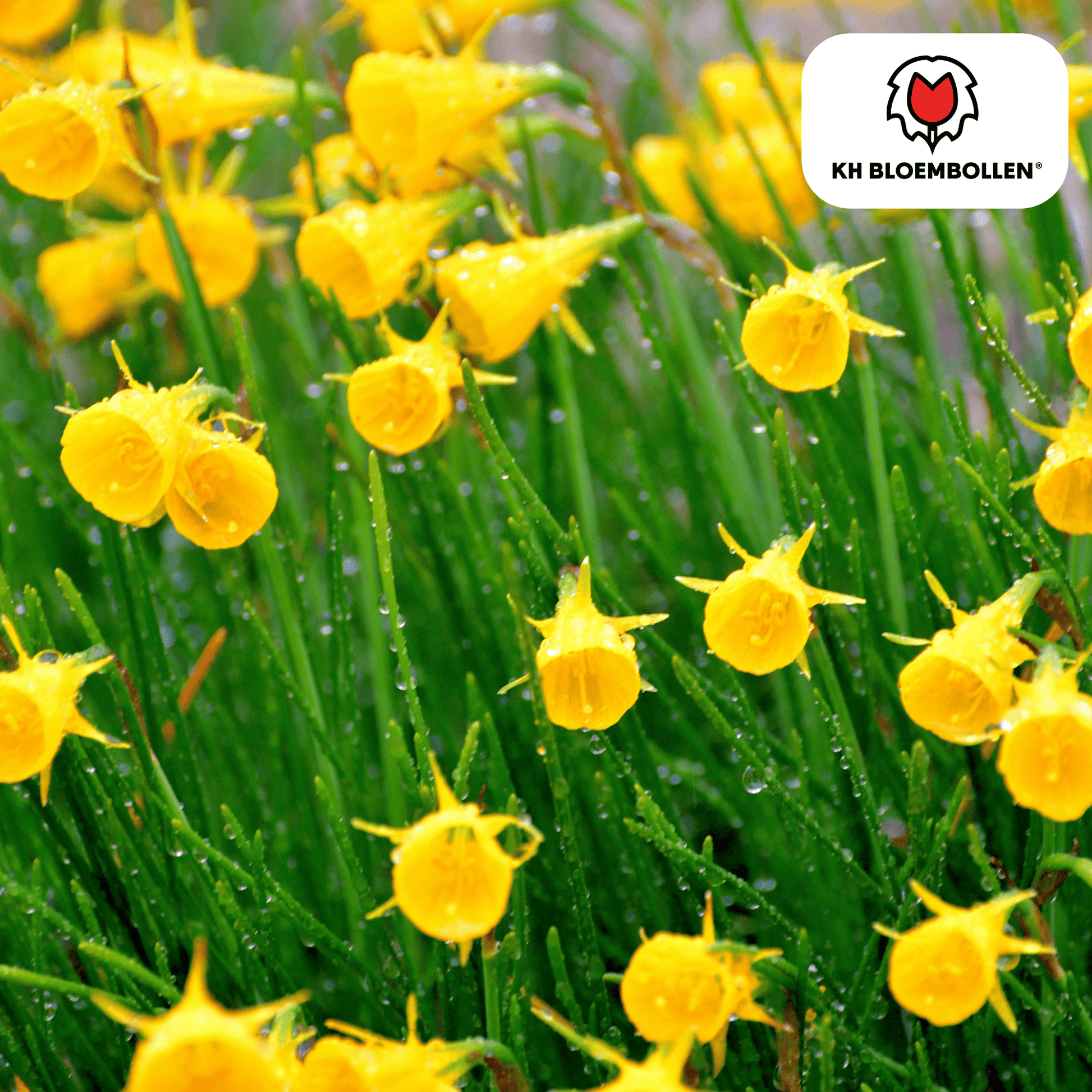 Narzisse Golden Bells – 25 Blumenzwiebeln – Glockenförmige, tiefgelbe Blüten – Frühlingsblüher & winterhart 