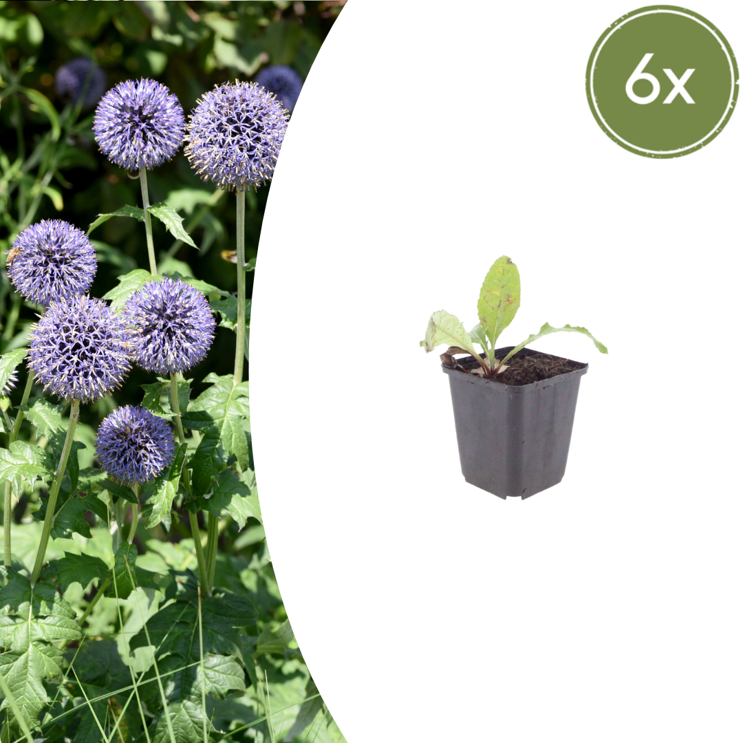 Kugeldistel Echinops ritro – 6 Pflanzen – 10-25cm – Ø9cm – Winterharte Staude mit blauen Blütenkugeln – Bienenfreundliche Gartenpflanze für sonnige Beete