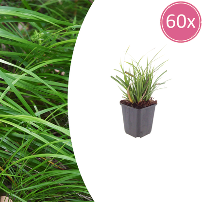 Japan-Segge Carex morrowii – 60 Pflanzen – Immergrünes Ziergras für Schatten & Halbschatten – Bodendecker für Beet & Garten – 10-25cm – Ø9cm – Winterhart & pflegeleicht