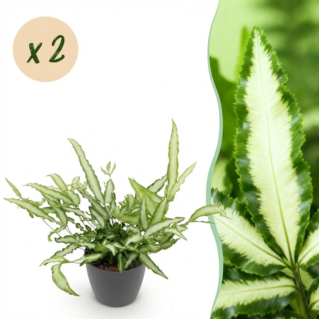 Green boutiQ - Zimmerpflanze - Pteris cretica Albolineata - Schwertfarn - Haustierfreundliche Pflanze - Grün - 2 Pflanzen - mit Potter Grau - Topf 12cm - Höhe 20cm 