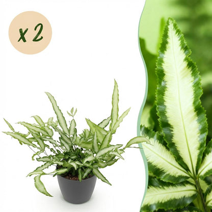 Green boutiQ - Zimmerpflanze - Pteris cretica Albolineata - Schwertfarn - Haustierfreundliche Pflanze - Grün - 2 Pflanzen - mit Potter Grau - Topf 12cm - Höhe 20cm 