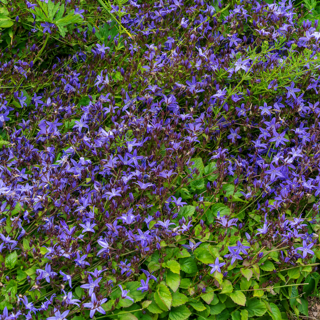 Polster-Glockenblume Campanula poscharskyana – 60 Pflanzen – 10-25cm – Ø9cm – Winterharte Bodendecker Staude – Blühpflanze für Mauer, Beet & Balkon
