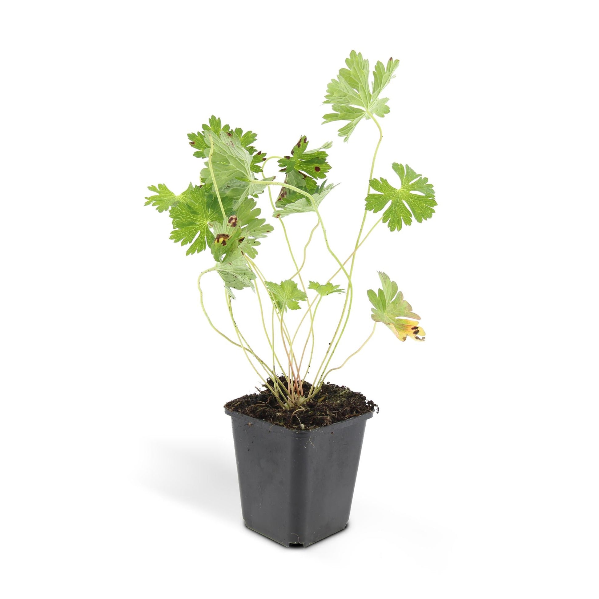 Geranium Rozanne – Blühender Bodendecker – 48 Pflanzen – ↕10–25cm – Ø9cm – Langanhaltende Blüte von Mai bis Herbst – Pflegeleicht & winterhart – Für Beete, Rabatten & Kübel 