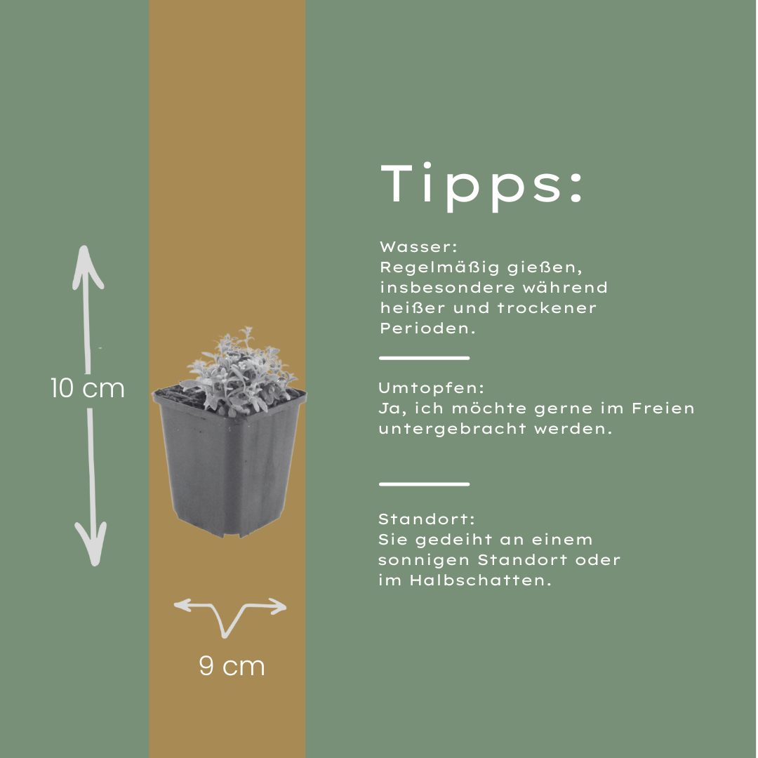 Filziges Hornkraut Cerastium tomentosum – 24 Pflanzen – Teppichbildende Staude für sonnige Standorte – Bodendecker für Steingarten & Beet – 10-25cm – Ø9cm – Winterhart