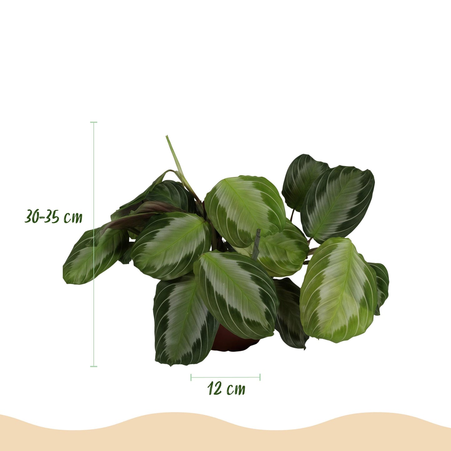 Green boutiQ - Zimmerpflanze - Maranta Fascinator Silverband - Gebetspflanze - Haustierfreundliche Pflanze - Grün - 1 Pflanze - mit Potter Weiß - Topf 12cm - Höhe 25cm 