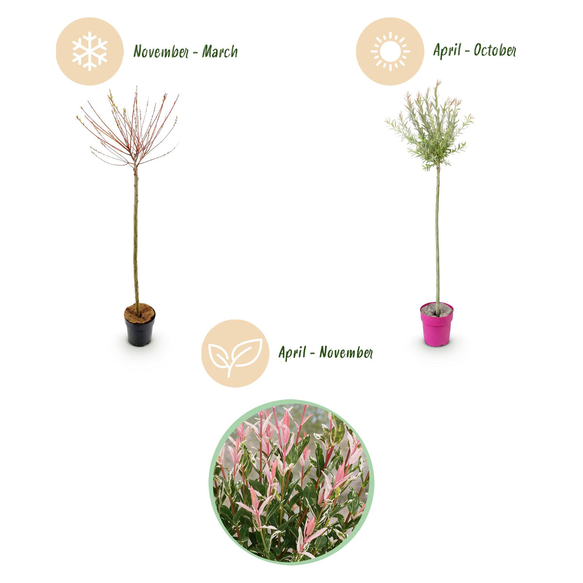 Flamingo-Weide – Salix 'Flamingo' – Topf Ø23cm – Höhe 140-160cm