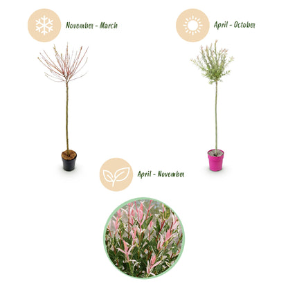Flamingo-Weide – Salix 'Flamingo' – Topf Ø23cm – Höhe 140-160cm