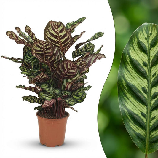 Green boutiQ - Zimmerpflanze - Pfauen-Korbmarante - Calathea Makoyana - Grün - Pflegeleicht - 1 Pflanze - Topf 19cm - Höhe 70cm 
