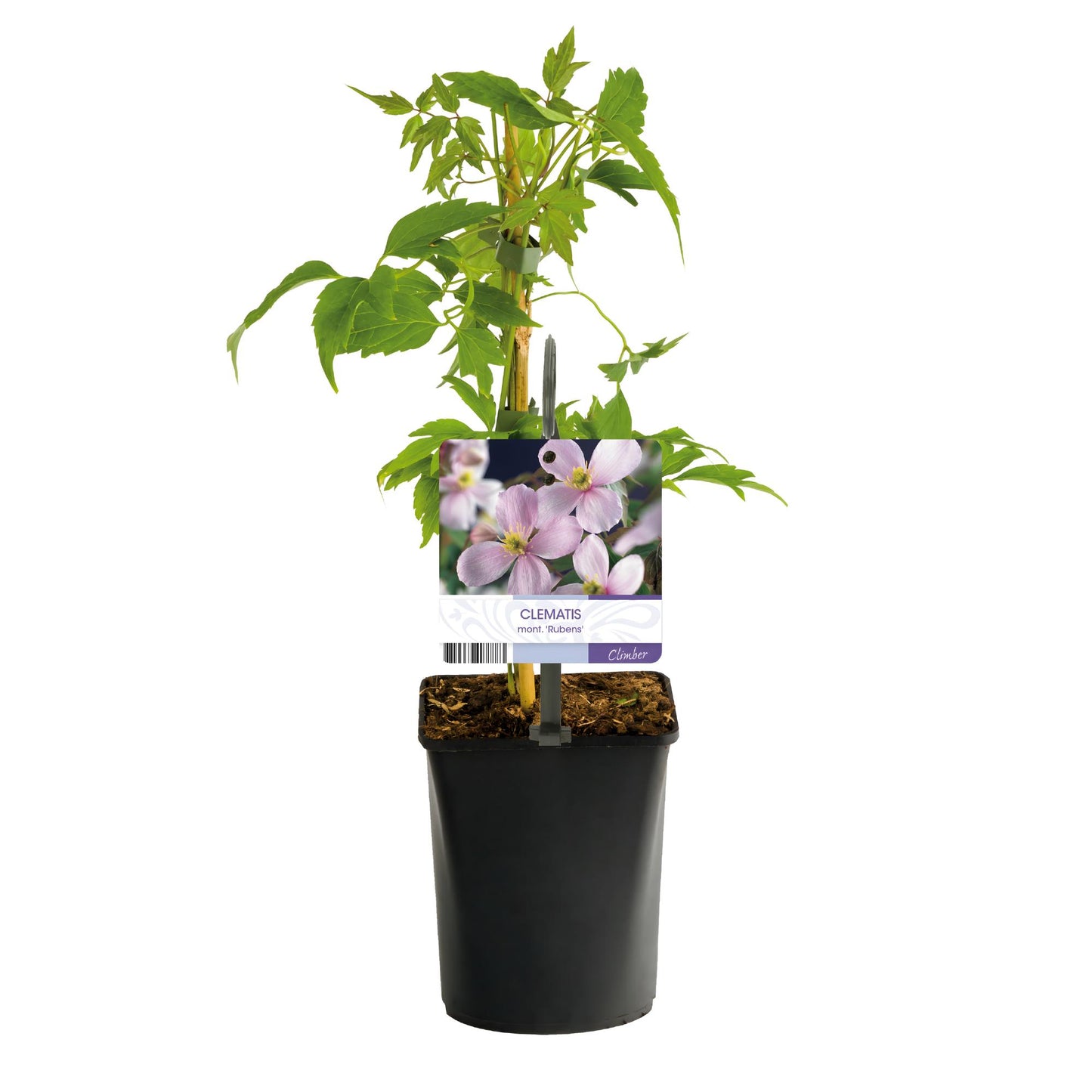 Kletterpflanze - Clematis montana Rubens - Blüte Rosa - Frühblühend - Wenig Pflege - 2 Pflanzen - Topf 11cm Höhe 40cm