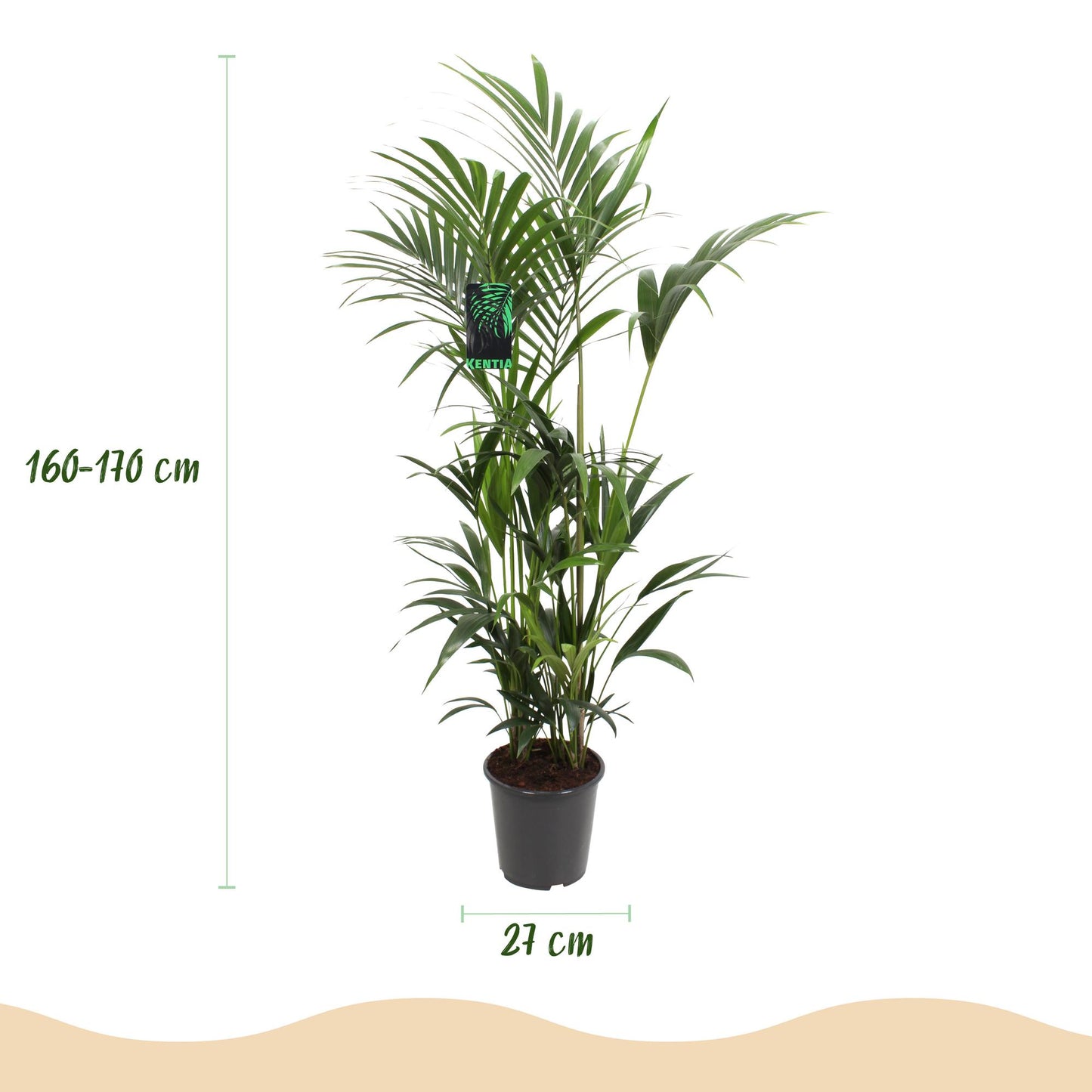 Howea Forsteriana – Kentia-Palme – 160–170cm – 27cm – Pflegeleichte, elegante Zimmerpalme mit fiederartigen Wedeln – Tropisches Highlight für Wohn- und Arbeitsbereiche 