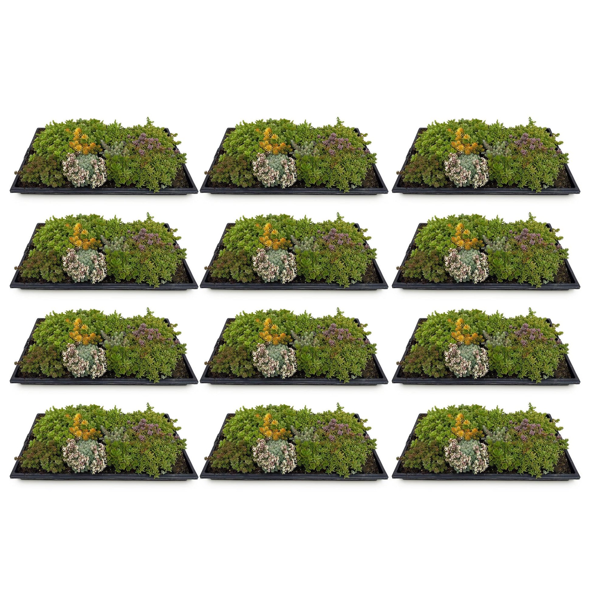 GreenboutiQ - Bodendecker - Winterhart - Sedum Matte - Besteht aus 10 Sorten - X12 - Pflegeleicht - Länge 50cm Breite 30cm 