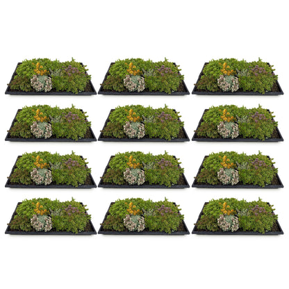 GreenboutiQ - Bodendecker - Winterhart - Sedum Matte - Besteht aus 10 Sorten - X12 - Pflegeleicht - Länge 50cm Breite 30cm 