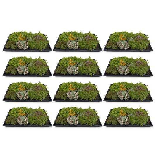 GreenboutiQ - Bodendecker - Winterhart - Sedum Matte - Besteht aus 10 Sorten - X12 - Pflegeleicht - Länge 50cm Breite 30cm 