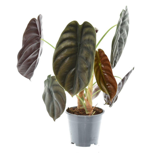 Alocasia Red Secret – Zimmerpflanze – Ø14cm – ↕35cm – Exotische Blattschmuckpflanze mit metallisch-roten Blättern – Tropische Rarität für Innenräume 