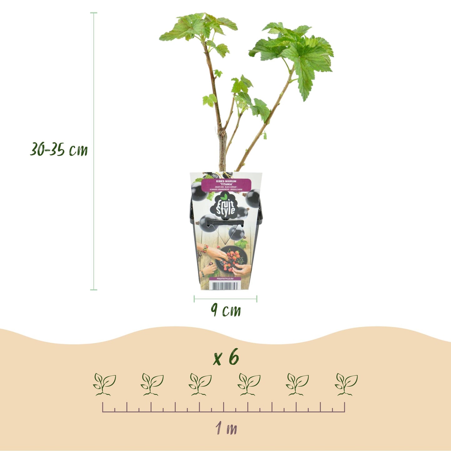 Schwarze Johannisbeere Ribes nigrum Titania winterhart 3 Pflanzen Ø9cm Höhe 30cm – Aromatische Johannisbeerpflanze für Garten Beet Balkon & Terrasse 